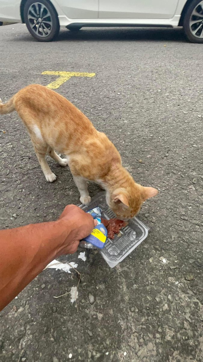 Day or night...
Rain or shine...
Food, water & medicine for the stray animals♥️🐶😽♥️

Rescue, adopt, feed, donate or at least
dont hurt them.

#bekindtoanimals @KKCity 
#cat #dog #pyropaws #kkcity