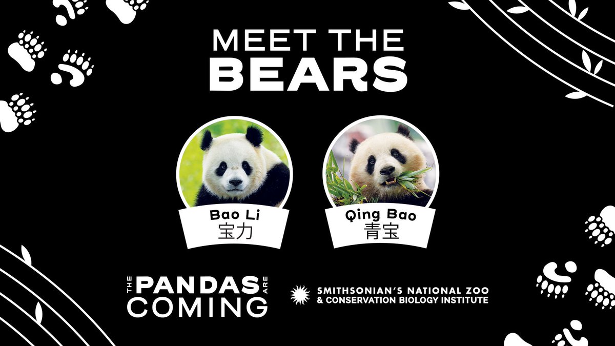 AngieKB80's tweet image. DC are we excited???!!   I can&apos;t wait for more pandas.  #dcpandas