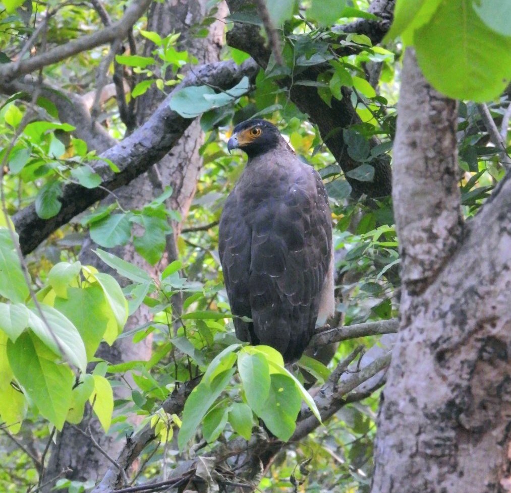 Serpent eagle @PilibhitR #IndiAves #BBCWildlifePOTD  #BirdsSeenIn2024
#ThePhotoHour #birdwatching  @NatureIn_Focus @Team_eBird @NatGeoIndia #GoodMorningTwitterWorld @NatureattheBest #birding  #NaturePhotography @ParveenKaswan #Nikon