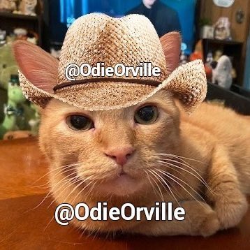 Hellow!! Ise just wanted to let all ov Odie’s @OdieOrville fwends noes dat himz okay. Himz not here cuz himz fambly habs no electricity from da storms in Texas. Himz should be back by Friday! Himz sends lubs to all and reminds us to be kind to each ovver! ❤️❤️ #CatsofX #DogsofX