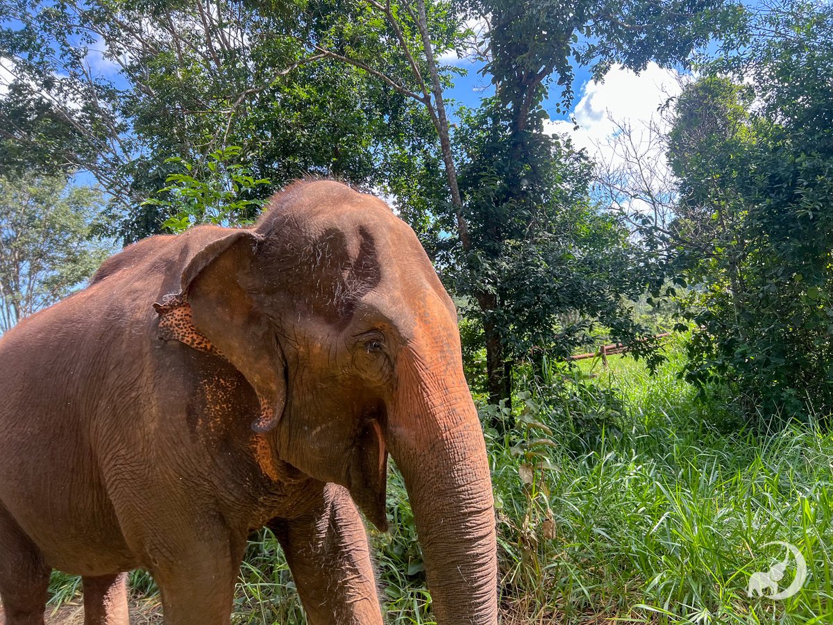 Rana has such a cheeky smile in this photo. It's really befitting of her, as she is so sweet. 💚 Rana's Eleguardians saw this photo first in the April newsletter. Interested in adopting Rana or one of the other elephants at ESB? Learn more here: globalelephants.org/adopt-an-eleph…