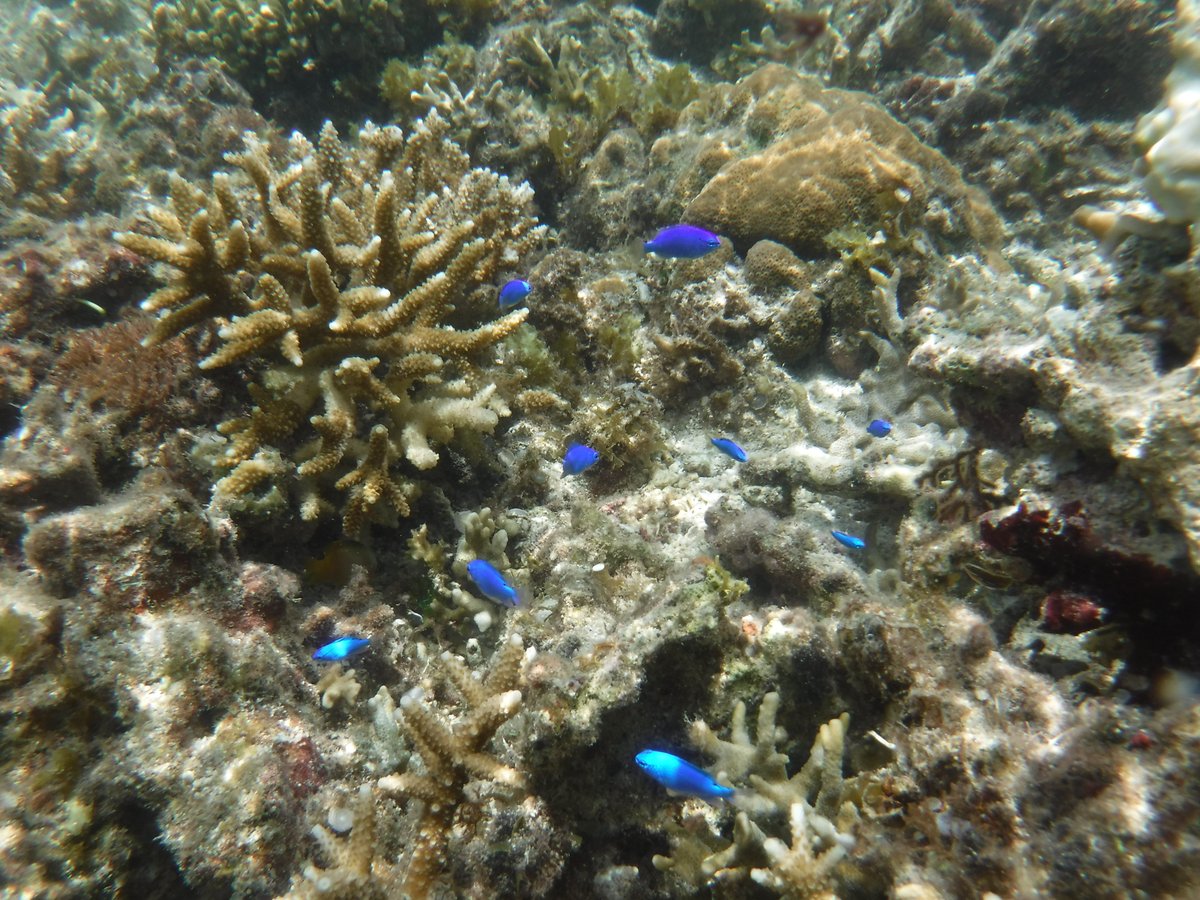 生命化学科 天然物医薬化学研究室が沖縄県の石垣島と西表島で海洋生物の調査・採集を行いました。梅雨空でしたが、貴重なサンプルを集めることができました。同分野の中央大学 岩崎研究室とも遭遇し、研究について語り合い、実り多いフィールドワークとなりました。
ns.kogakuin.ac.jp/tennenbutsu/po…
#kogakuin