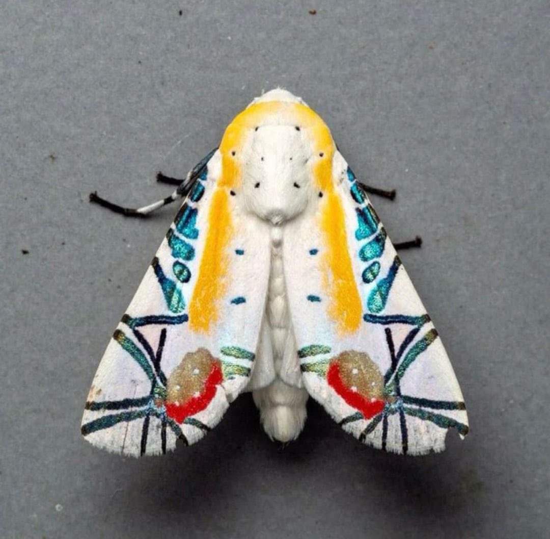 Picasso moth, Baorisa hieroglyphica. Found in India