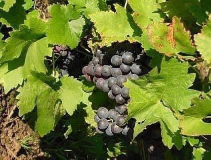 Vitis Vinifera yani üzüm bitkisi 140 milyon yıldır yaşamını sürdürüyor. Yerken ve tabii içerken saygıda kusur etmeyin:)