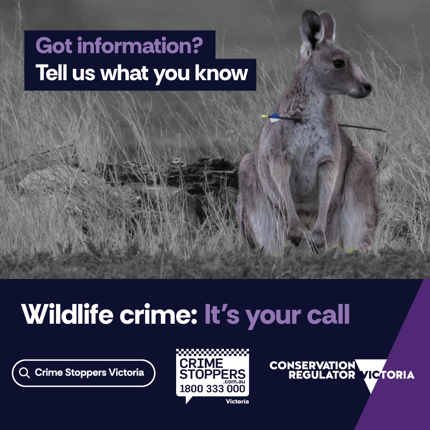CrimeStopperVic's tweet photo. 🌿Launching our 'Wildlife Crime: It’s Your Call' campaign with the @ConservationReg! Recognise and report wildlife crime:

🐨 Detail the incident
📍 Location
🕒 Time
👤 Individuals
🚗 Vehicles
⚠️ Photos/videos (if safe)

Learn more: https://t.co/HI1svph5Kt🐾

#Campaign #News https://t.co/7fp8RXf7uv