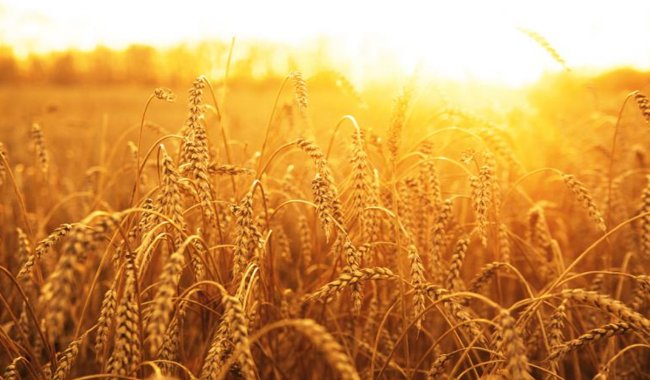 Russia's grain union sharply reduces 2024 harvest forecast, due to unseasonal subzero temperatures hitting key Agricultural areas. Wheat prices currently at $684.23. #ETF #ETC $WEAT