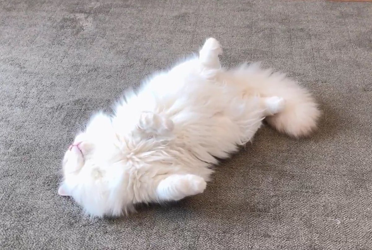 Hachicotton's tweet photo. ふかふかな抱き枕を見つけた猫 https://t.co/wKKPdXGrpz