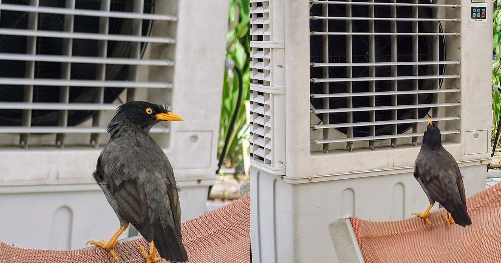 Myna in S'pore spotted cooling off in front of air-cooler on scorching day bit.ly/3R8oEyR