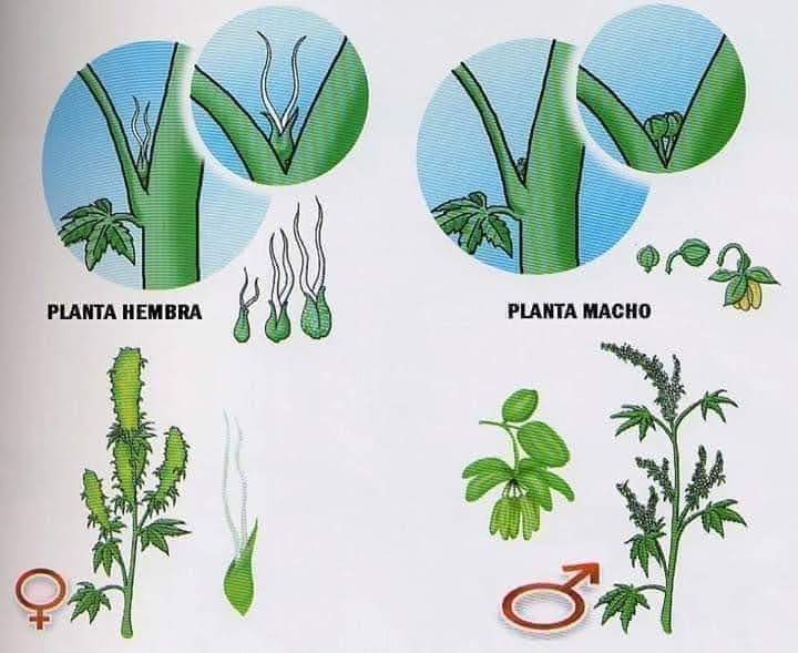 Una ilustración que puede ayudarles a diferenciar entre plantas hembra y macho 🌱

#Cannabis