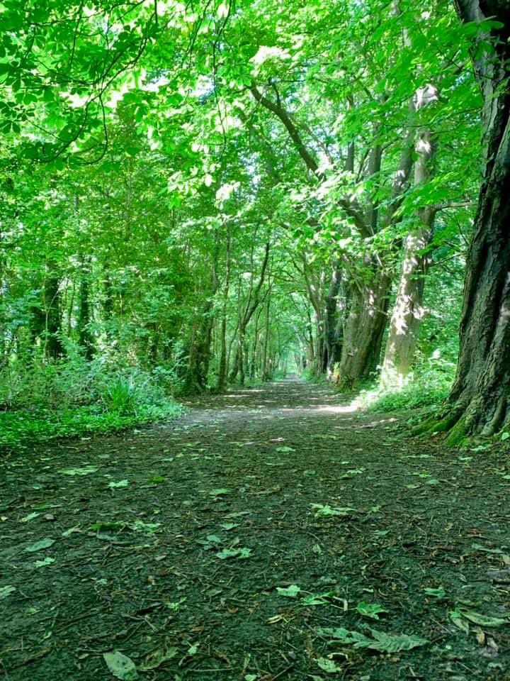 ACHUB PENRHOS / SAVE PENRHOS NATURE RESERVE 🍃💚🍃 tweet media