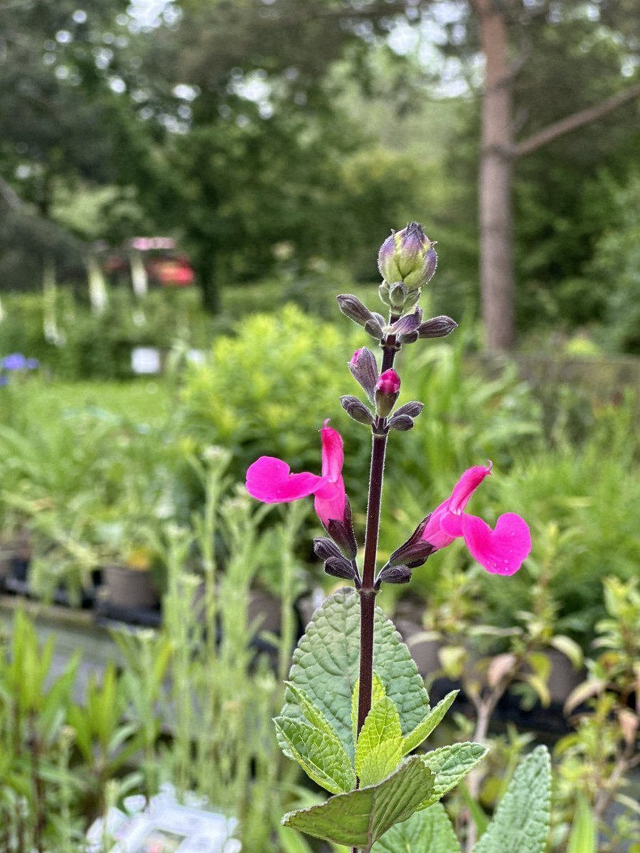 IrisesSeagate's tweet photo. Salvia βWild Watermelonβ one of the brightest salvias we grow, our peatfree salvia range has become one of the things we are known for, we sell more salvias than irises! To think Iβd never taken a cutting 6yrs ago! Mad! #salvias #wildwatermelon #pinkflowers #pinksalvia #peatfree https://t.co/jEPp3Xp3xT