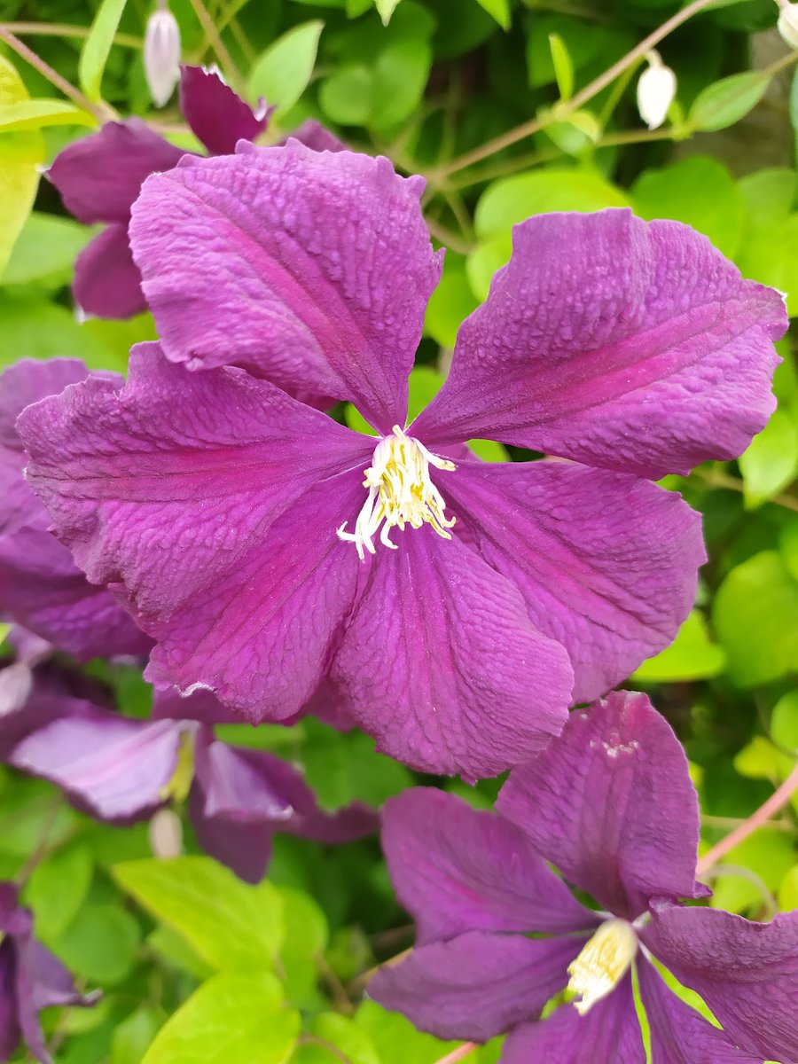 #ClematisThursday #AlphabetChallenge #WeekV Clematis ‘Etoile Violette’ translates as Violet Star