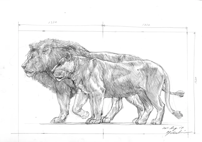 ライオンの油彩の制作プロセス1 ラフスケッチ 2015年8月制作2 参考資料としてエレンベルガーの動物解剖図を使用3 知人から提供してもらったライオンの写真資料4 原寸大の油彩作品 2016〜17年制作 