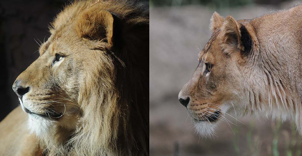ライオンの油彩の制作プロセス
1 ラフスケッチ 2015年8月制作
2 参考資料としてエレンベルガーの動物解剖図を使用
3 知人から提供してもらったライオンの写真資料
4 原寸大の油彩作品 2016〜17年制作 