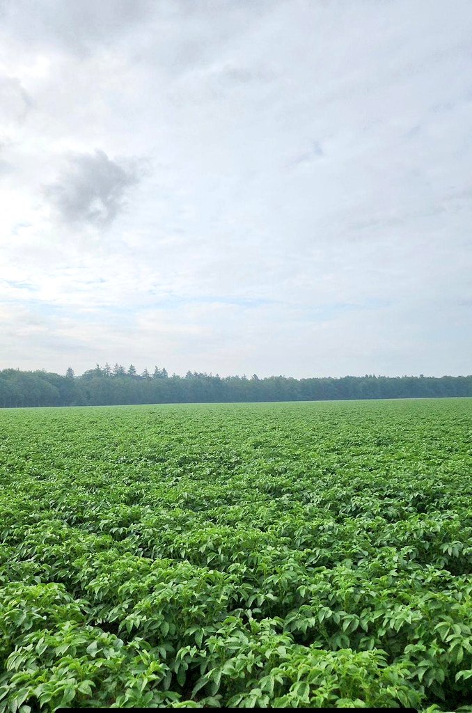 Vandaag is het #wereldaardappeldag. Een belangrijk gewas op ons bedrijf. Het de basis van ons dagelijks eten. De aardappel is gezond en bevat veel koolhydraten. En aardappelen bevatten vitamine C en vitamine B6, en in kleinere hoeveelheden ook andere B-vitamines. #worldpotatoday