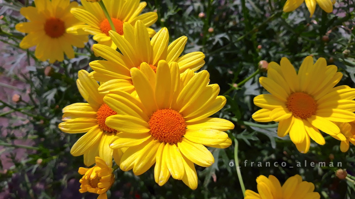 bonne journée! 😍 happy Thursday! 🙏 #thursdaymotivation #jeudiphoto #Donnerstag #felizjueves #flowers