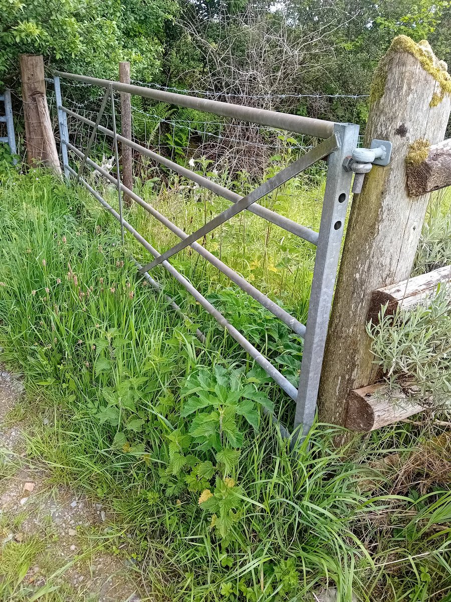A couple of rarely used gates from my daughter’s patch in Wales. #Thursgate