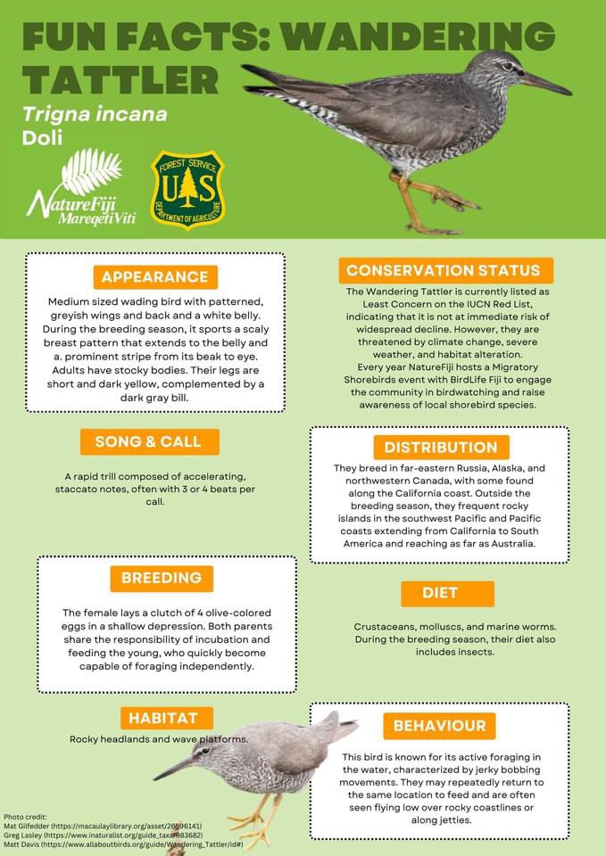 Our Species Spotlight as we wrap up the month of May is the Wandering Tattler. This shorebird, known for its distinctive grey plumage &amp; rapid trill, is a true wanderer of the Pacific and can be found along Fiji's coastlines. #CaringForFiji
