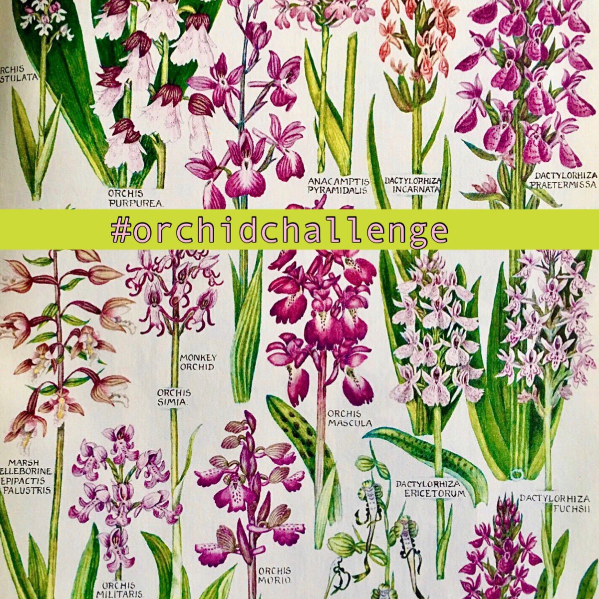 It’s that time of year when social media just seems to be full of gorgeous orchid pics! The challenge this week is to see if you can find one! Share your orchidaceous finds for #WildflowerHour this Sunday 8-9pm using the hashtag #OrchidChallenge.