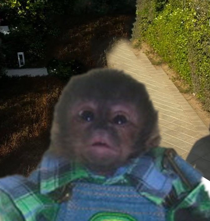 SmallMonkeJD's tweet photo. @cousincrypt0 get $smonk'd https://t.co/kVGs6wUEee