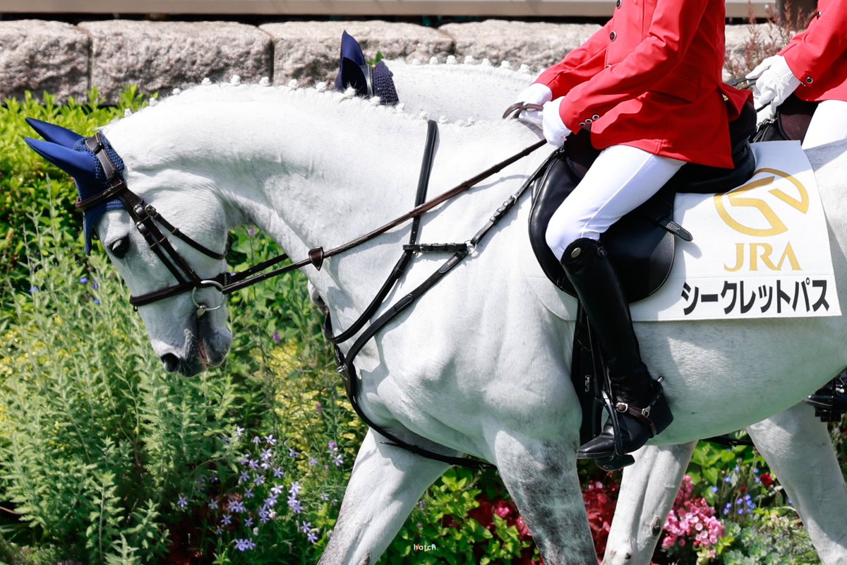 2024.5.26
ダービーDayの誘導馬たち
#東京競馬場 #誘導馬
#レンディル
#シークレットパス