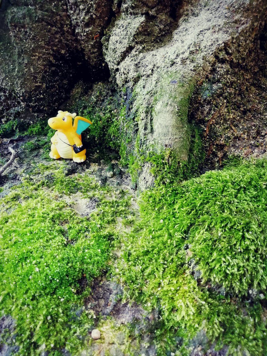苔