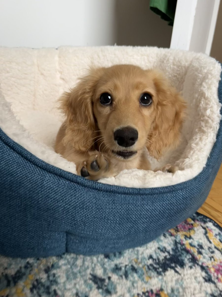 smithcatherine7's tweet image. Someone (pictured) is relieved to have survived a difficult night (i made her sleep in her bed), but luckily didn’t make a fuss (she cried all night) and is now happily ready for the working day (she’s refusing to eat breakfast unless I hand feed it)