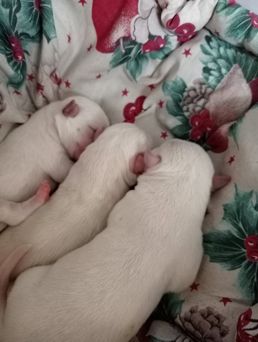 3 little puppies ..1 day old palang sila 🥰