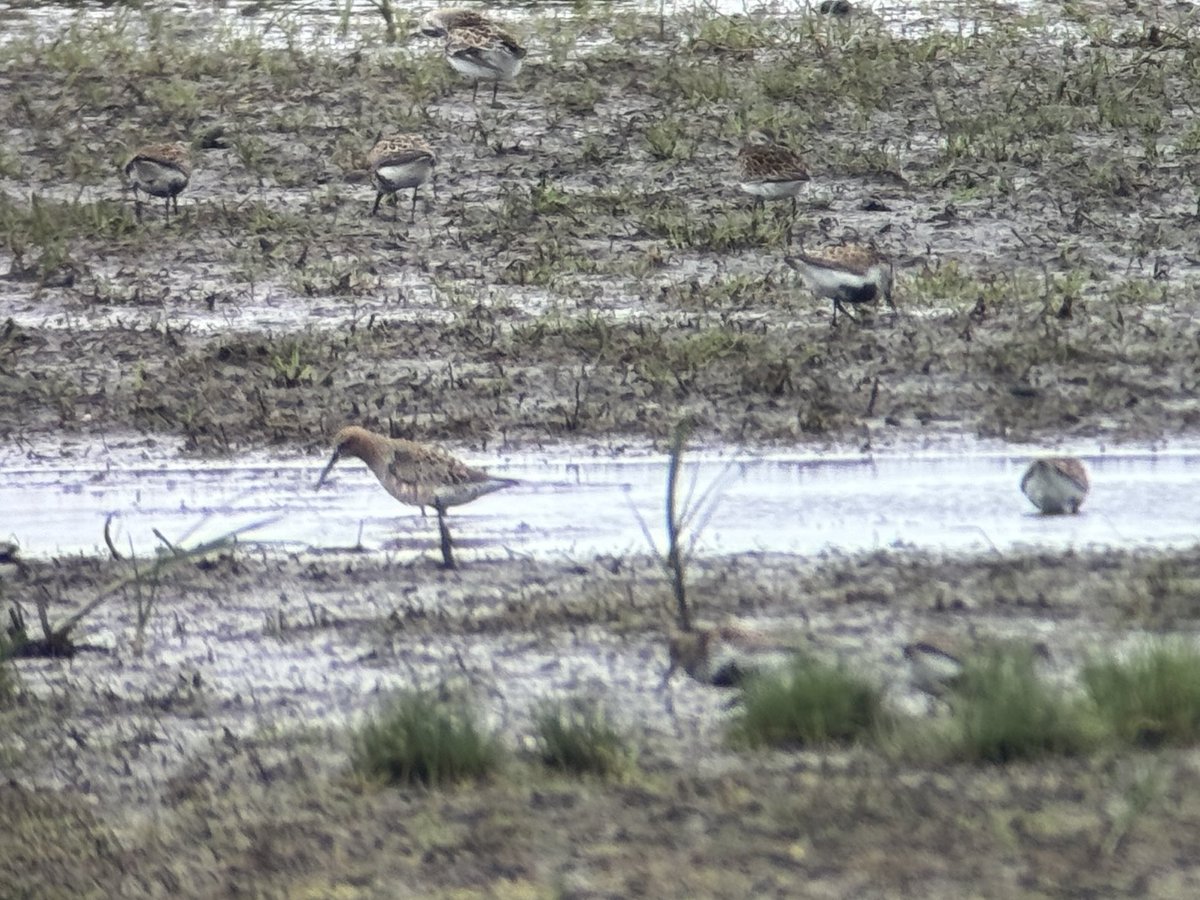 DarbyBug's tweet image. 2 Curlew Samd in a decent wader flock on. Crossens Inner, but wind making watching them difficult. Drake Gargeney on Rimmers from Junction Screen earlier #Marshside