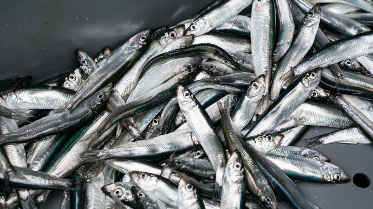 #Stock #assessment
The first step towards achieving the #conservation and #sustainable use of living marine resources exploited by fishing activities is:
📌to understand the current status and health of commercial stocks and #fisheries.
More: fao.org/gfcm/activitie…