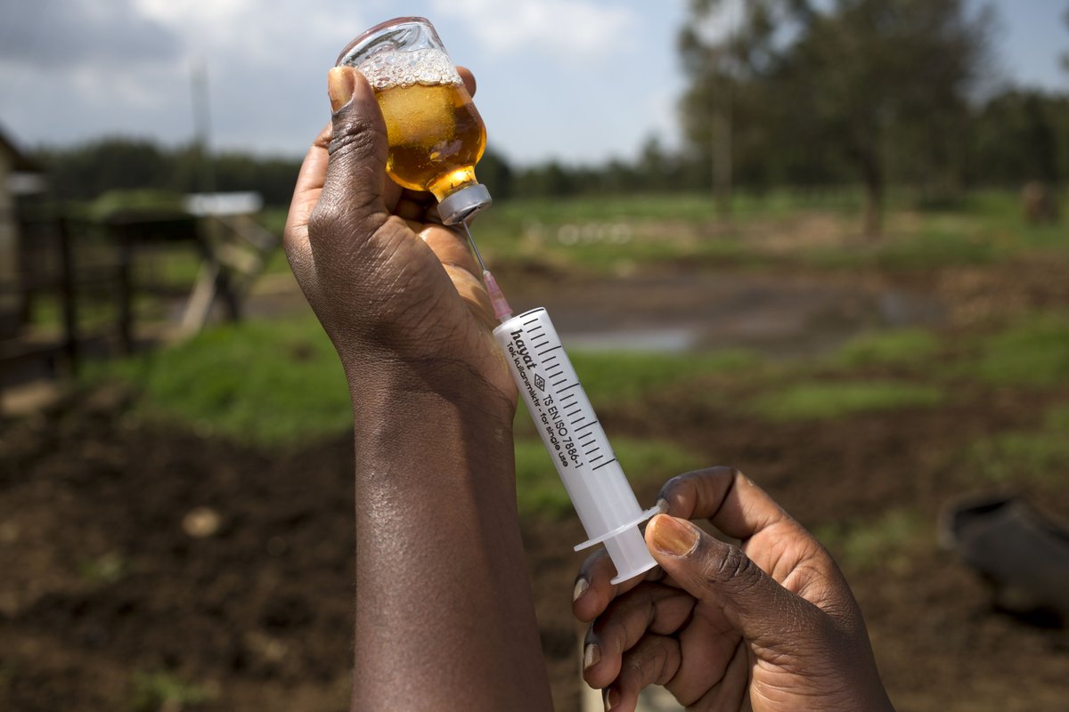 Together with partners, GALVmed is funding the development of several multi-valent #vaccines against #livestock diseases across Africa & South Asia. 🌍 💉 Combination vaccines offer a viable and cost-effective solution for small-scale #livestock farmers: ow.ly/KiRh50Qkan1