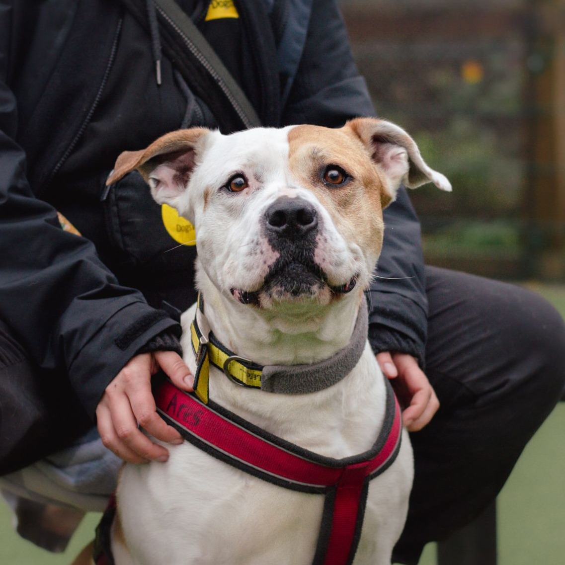 Ares hopes you are having a wonderful week!

This wonderful #Staffy X is on the search for an adult only home where he can be the only pet. 

He loves fuss and attention and adores playing with toys 💛

Isn't he just beautiful?!

#Adoption #RescueDog #DogsTrustWestLondon