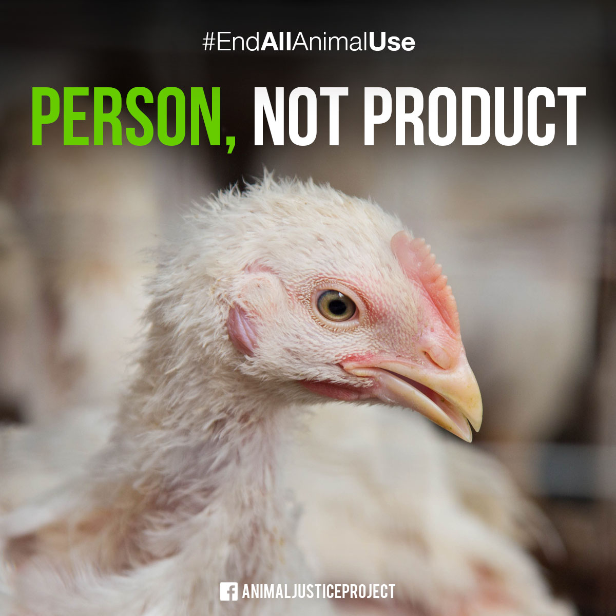 ✊ Person, not product? It's not that complicated. We wouldn't call a dog a 'product.' So why do we do it to chickens and countless other animals? It's time to recognise and fight for their rights. Support our work: donate.animaljusticeproject.com/main #EndAllAnimalUse