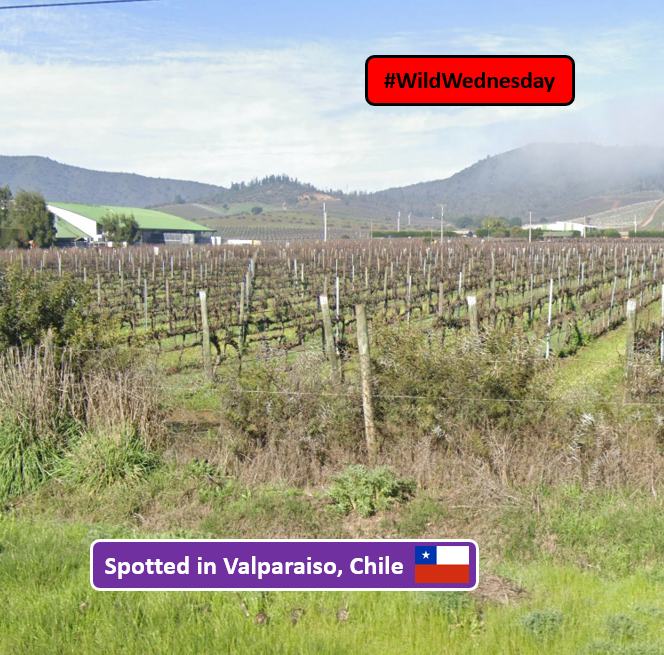 StreetviewVagabond tweet media