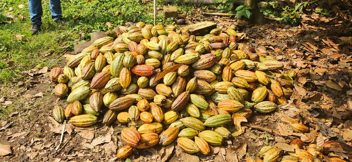 MaferCioccolato's tweet photo. De las cosas que más me gustan está aprender todos de todos!
Cada mes hacemos una capacitación / gira de campo para mejorar la calidad y productividad del #cacao, pero también apoyo en desarrollo de productos y acceso a mercados de mayor valor.
#KnowledgePowersDevelopment https://t.co/r1q7FzkT26