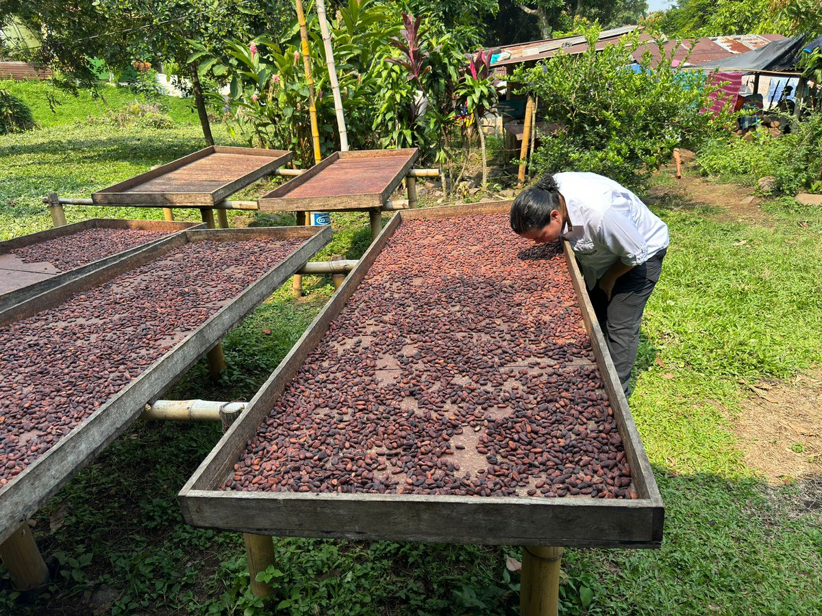 MaferCioccolato's tweet photo. De las cosas que más me gustan está aprender todos de todos!
Cada mes hacemos una capacitación / gira de campo para mejorar la calidad y productividad del #cacao, pero también apoyo en desarrollo de productos y acceso a mercados de mayor valor.
#KnowledgePowersDevelopment https://t.co/r1q7FzkT26