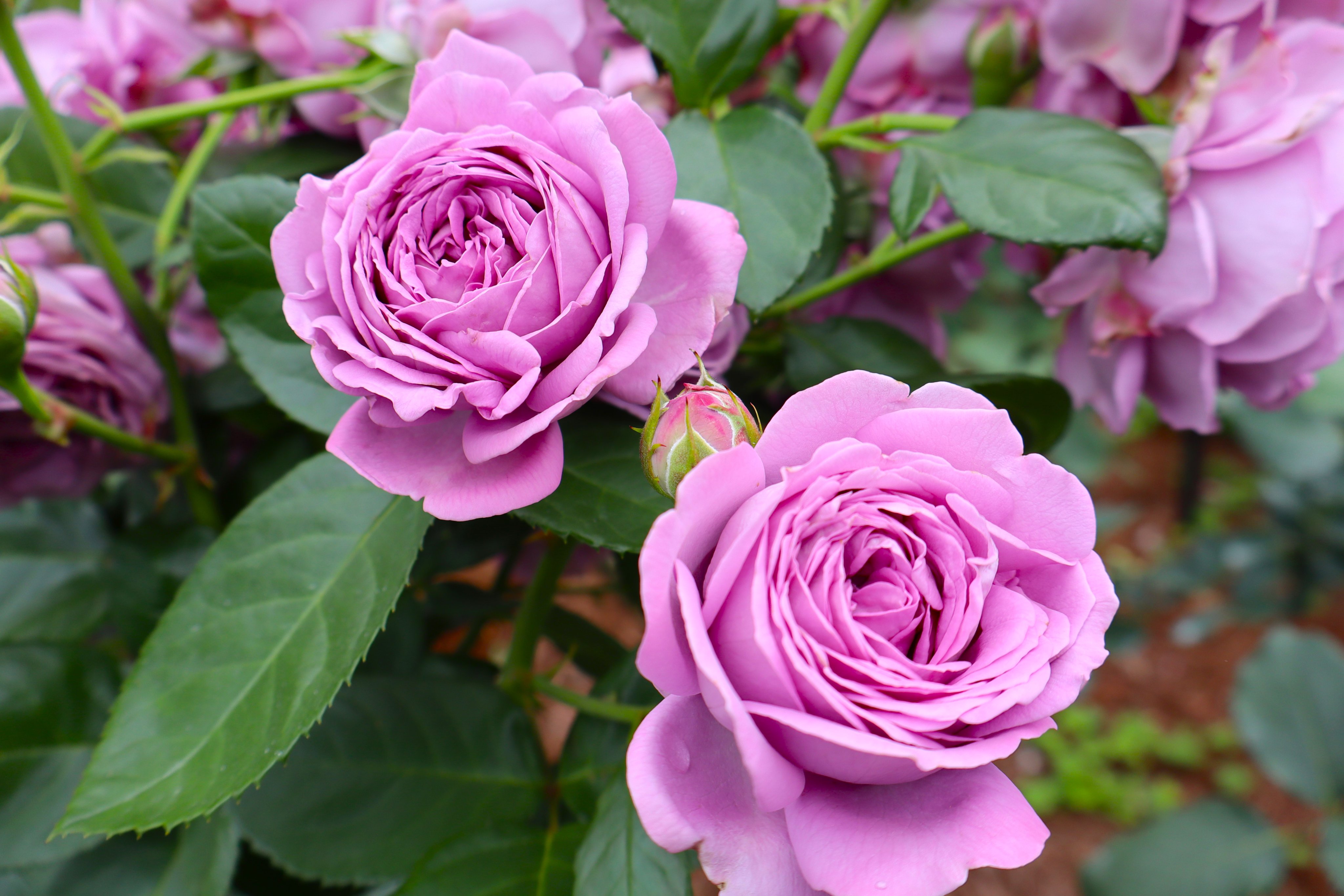 mio様向けー300 油絵/花/薔薇/バラ/旧古河庭園場/F4号 mio様向けー300 油絵/花/薔薇/バラ/旧古河庭園場/F4号