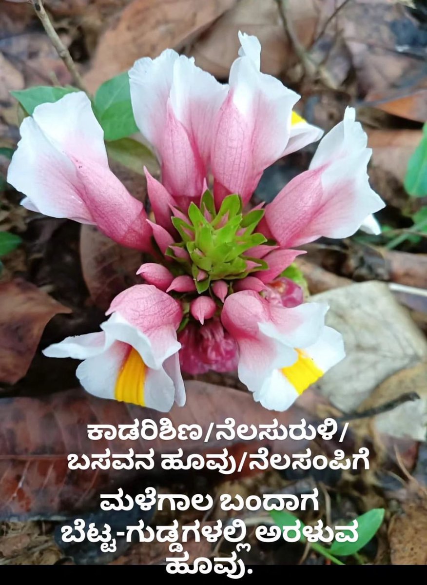 ಕಾಡರಿಶಿಣ/ನೆಲಸುರುಳಿ/ನೆಲಸಂಪಿಗೆ ಹೂವು.
#Malnad #Kannada #Westernghats