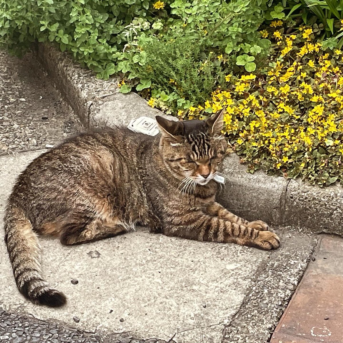 秋山あいのおかしな作品展 ケーキの上のさくらんぼ

今週のOpen
5.31.金 15:00~19:00
6.1.土 12:00~18:00　（13時頃〜在廊予定）

詳細は
ai-akiyama.com/aiakiyama-ceri…

Prendre une prune
プラムを得る
交通費違反などて罰金などで罰金をえること

2024/紙 鉛筆 顔彩 ガッシュ