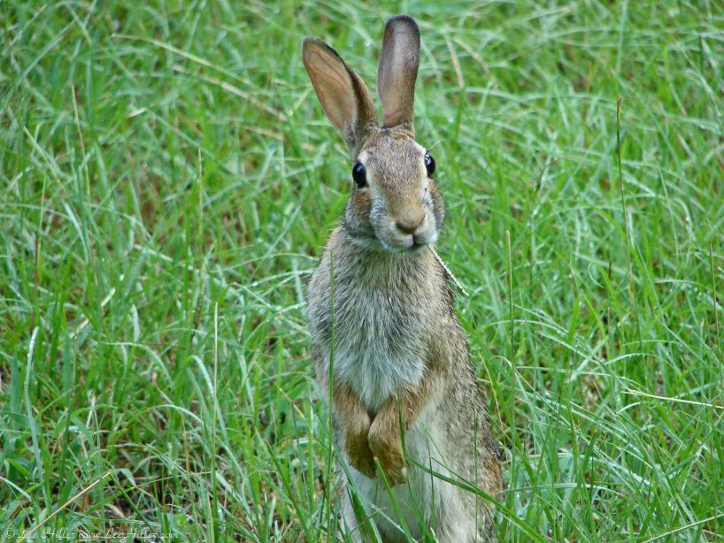 What's Up Doc - Eastern Cottontail
#HikeOurPlanet #FindYourPath #hike #trails #outdoors #publiclands #hiking #trailslife #nature #photography #naturelovers #adventure #rabbit #bunnyrabbit