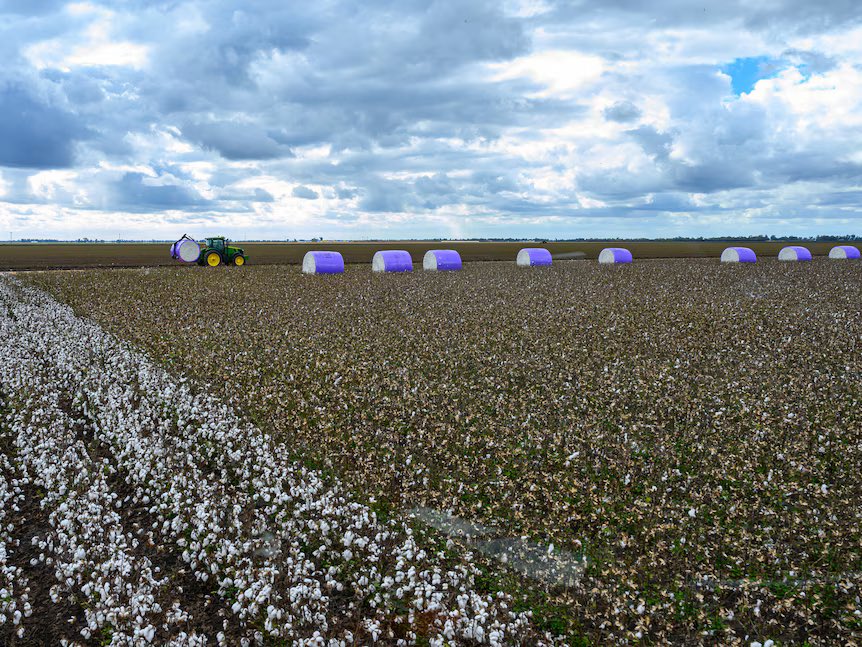With the advent of Bt cotton in Australia, pesticide use is down by 97%, and farmers are seeing spiders & frogs in great numbers now on the farm abc.net.au/news/rural/202…