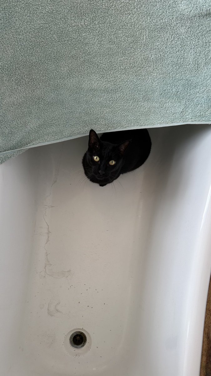 Rolf report 30 May: Sometimes my humans dry their bath towels by stretching them across the bath tub itself. That creates a little canopy for a cat to crawl under, should he wish to do so. Rolf x