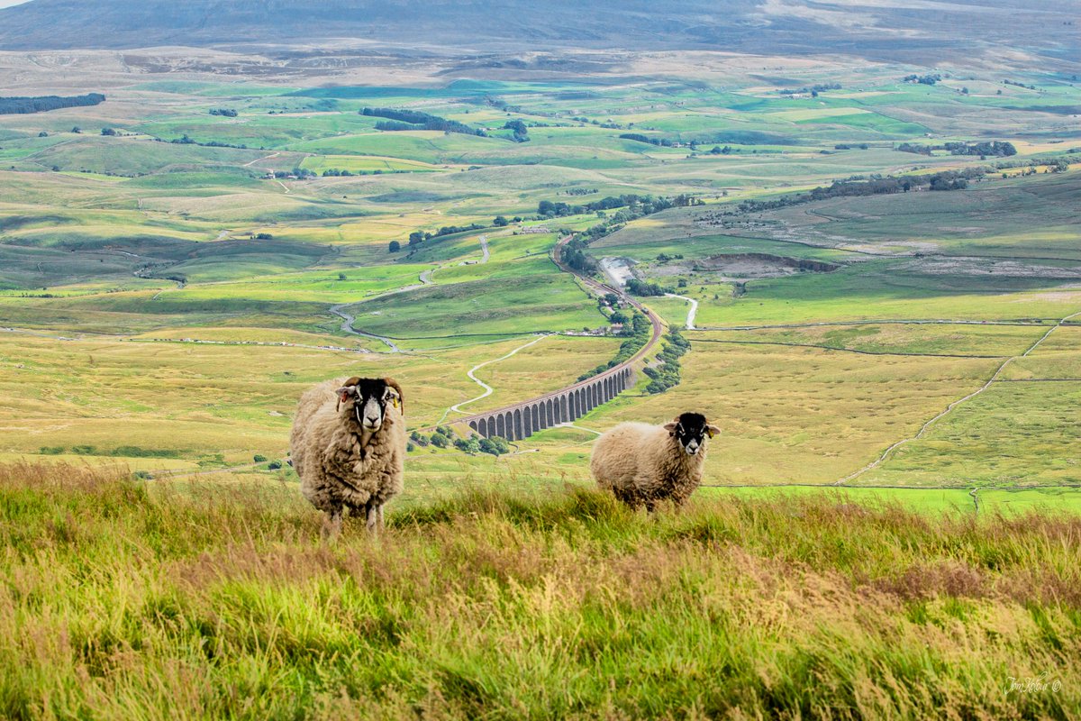 For the final three days of #NationalWalkingMonth we're featuring the #Yorkshire #ThreePeaks, and today it's #Whernside, the highest peak in #NorthYorkshire. Details of how to do this walk and associated safety info are on our app 👇 

yorkshiredales.org.uk/things-to-do/y…

📸 Tom Kolour