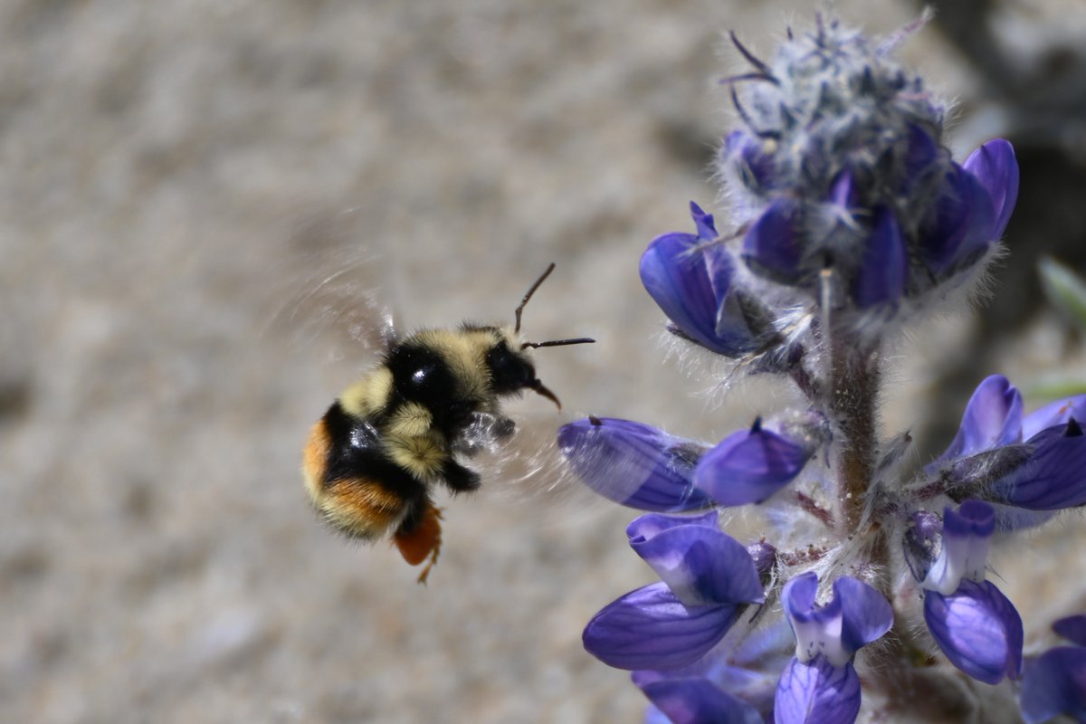 Nearctic Bumble Bee queen (Bombus vancouverensis nearcticus) showing off her fancy outfit at the Yukon Lupine (Lupinus kuschei) patch... #Whitehorse