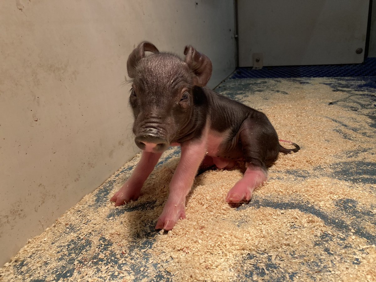 #Goedenmorgen …. Vanuit de warme kraamkamers 🤗❤️🐷 Drukdrukdrukke donderdag #varkens 🐖 #zorg ❤️