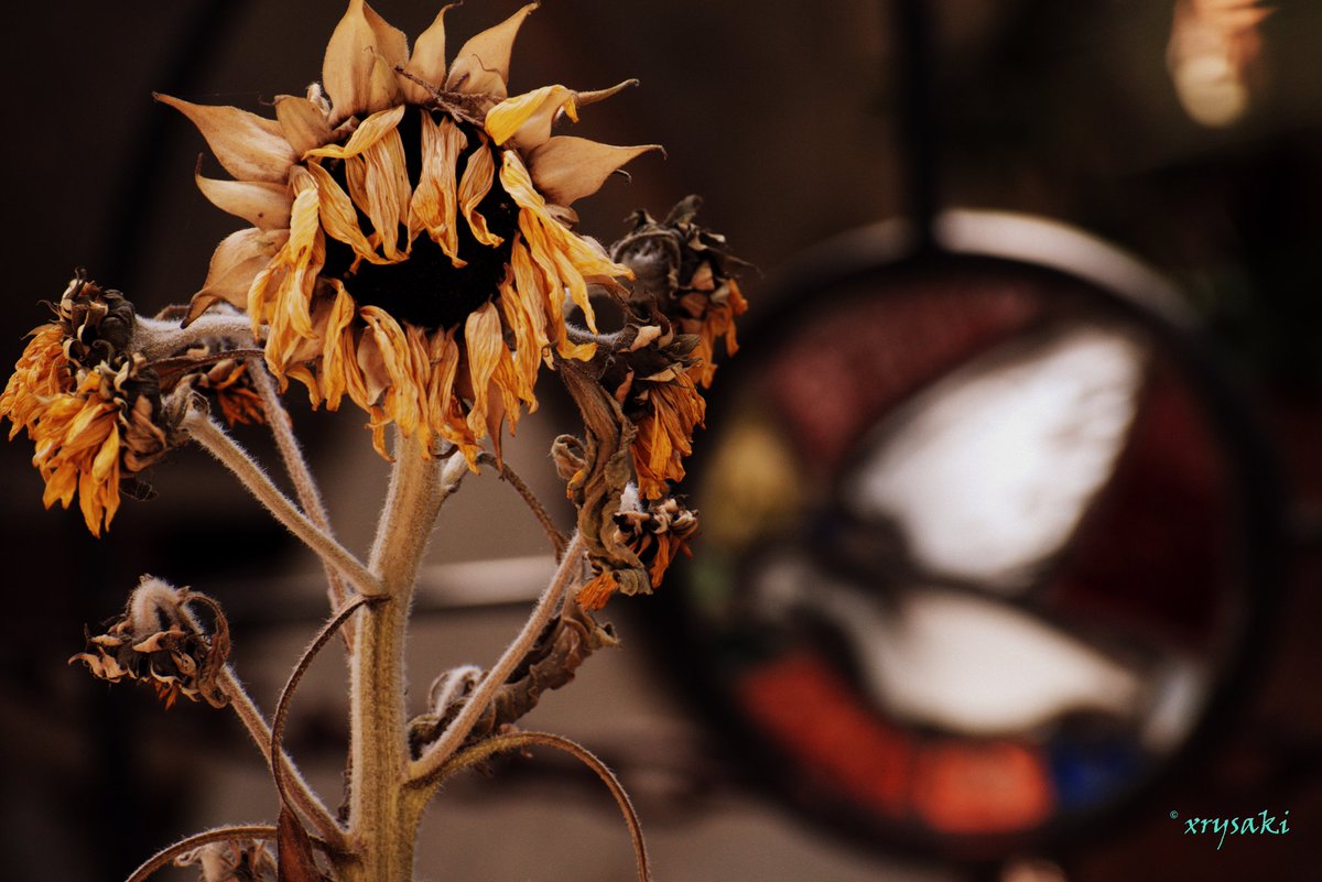 Άμωμοι εν οδό αλληλούια #sunflower #helianthus #graves #cemetery #crateyourlight #photocontest #photographer #artphotography #greatcaptures #art #yourshotphotographer #photo #nikonphotographer #yourshotphotographe
#streetphotography #streetartphotographers #photonetmagazine