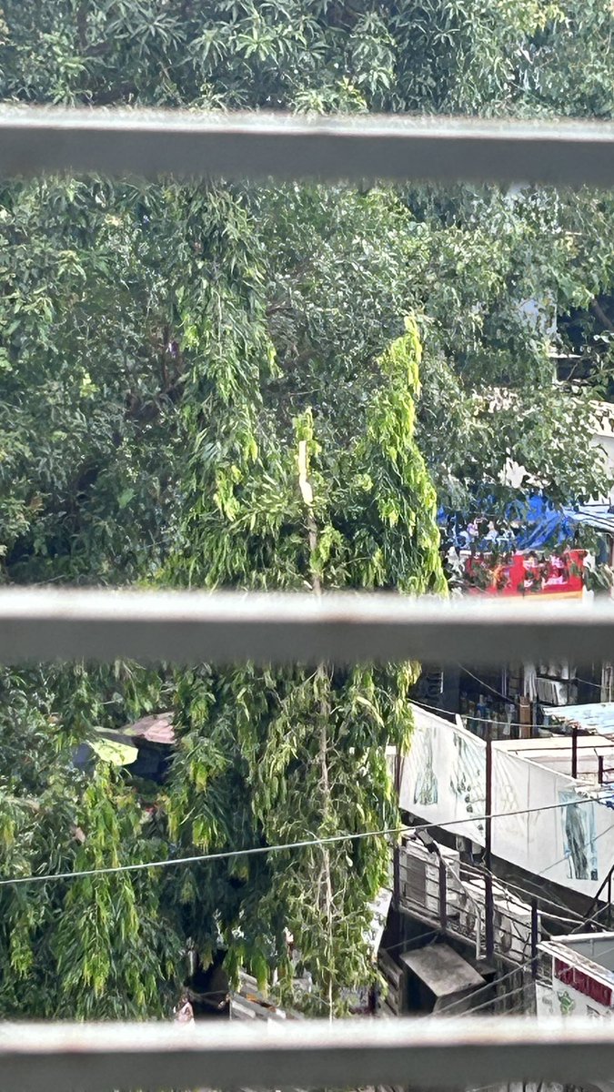 <a href="/mybmc/">माझी Mumbai, आपली BMC</a>Gardens @mybmc <a href="/MNCDFbombay/">M.N.C.D.F</a> please trim these tree opp Canarabank kalina kurla road near Mehta’s clinic Santacruz East it’s the walking road to 3 socities if it falls some one will get hurt please do the need full on urgent basis