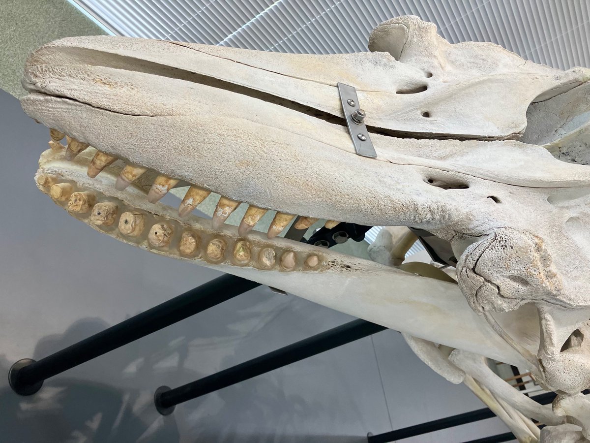 2階レファレンスルームにはシャチの骨格標本があります🌊水族館でみる