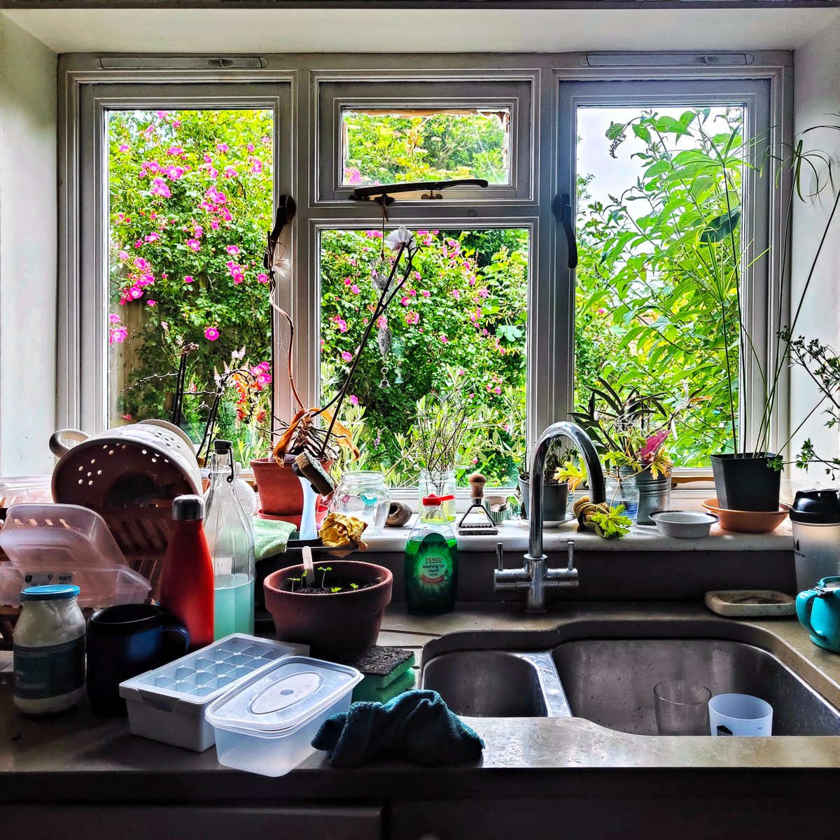 Morning Kitchen Window with Ice Tray and Pink Rose