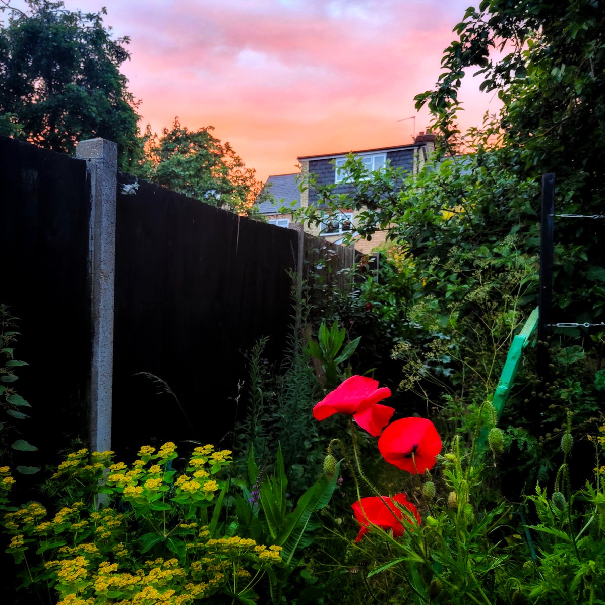 Today's flowers are Poppies